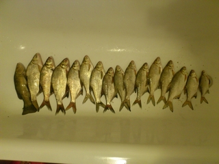 Carp bream