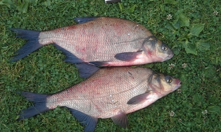 Carp bream