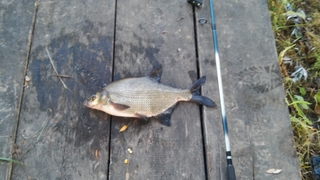 Carp bream