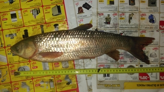 Grass carp