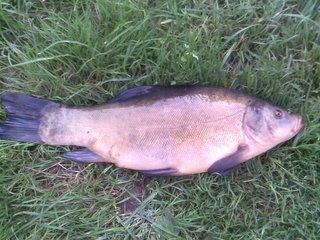 Tench