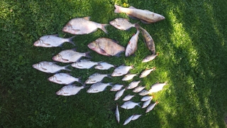 Carp bream