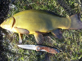 Tench