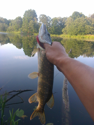 Northern Pike