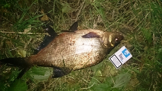 Carp bream