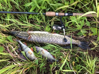 Northern Pike