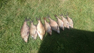 Carp bream
