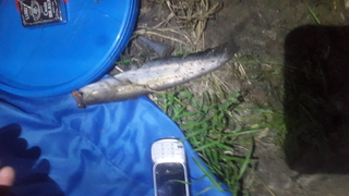Wels catfish