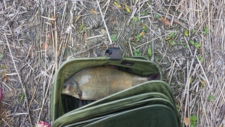 Carp bream