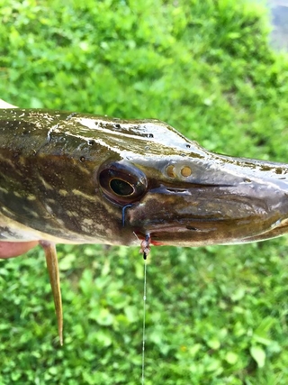 Northern Pike