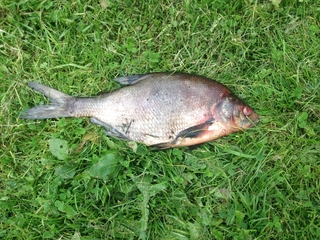 Carp bream