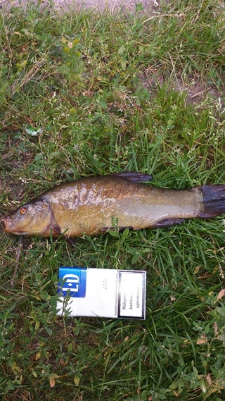 Tench