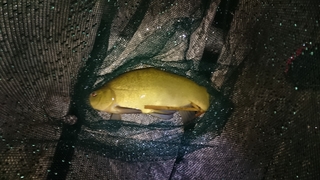 Tench