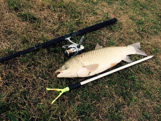 Grass carp