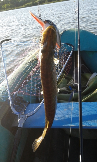Northern Pike