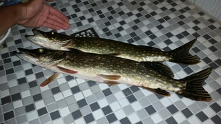 Northern Pike