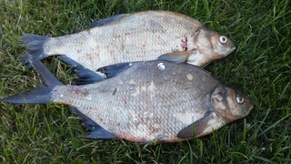 Carp bream