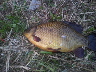Crucian carp