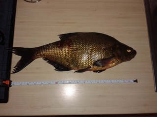 Carp bream