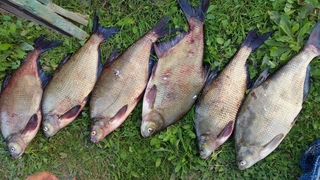 Carp bream