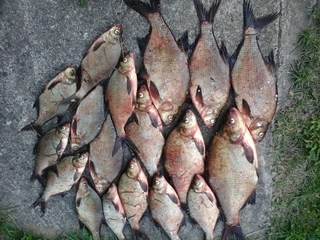Carp bream