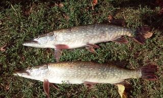 Northern Pike