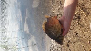 Prussian carp