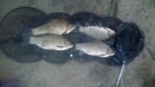 Crucian carp