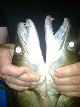 Pike perch