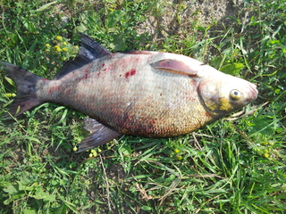 Carp bream