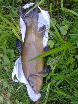 Tench