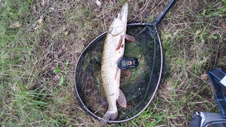 Northern Pike