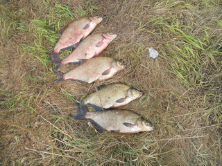 Carp bream