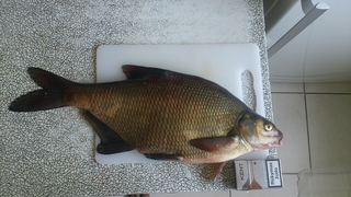 Carp bream