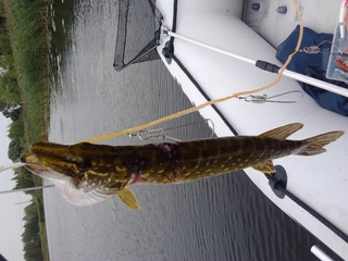 Northern Pike