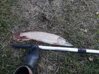 Northern Pike