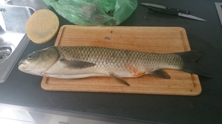 Grass carp
