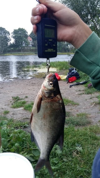 Carp bream