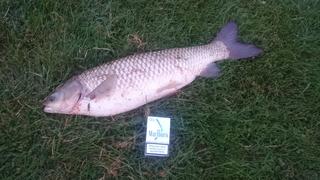 Grass carp