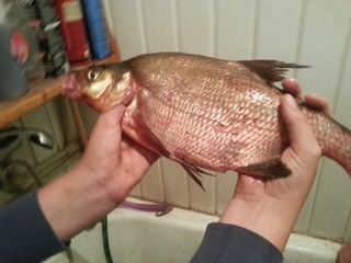 Carp bream