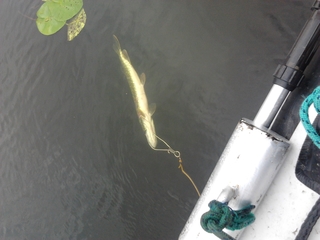 Northern Pike