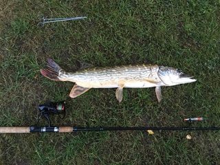 Northern Pike