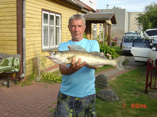Pike perch