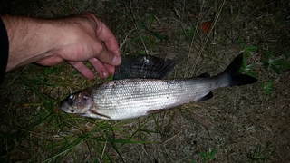 Grayling