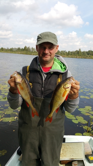 Eurasian perch