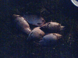 Prussian carp