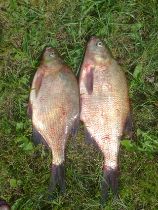 Carp bream