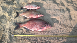 Carp bream