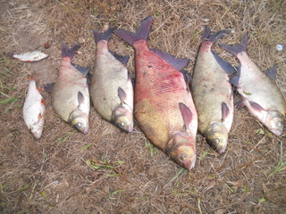Carp bream