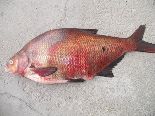 Carp bream